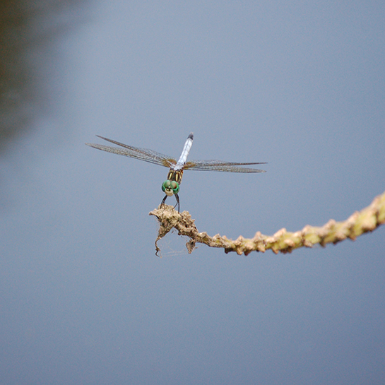 Postcards-Austin, Texas