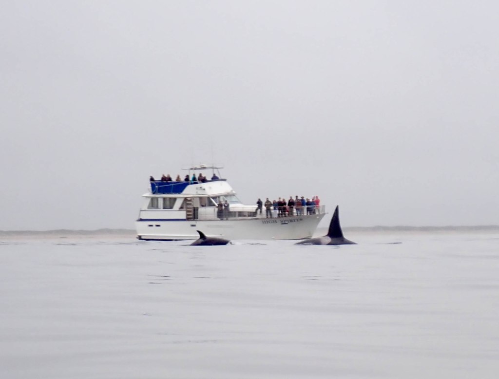 Orcas in Monterey&nbsp;Bay