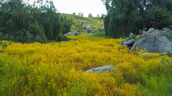 Postcards from the Spring&nbsp;Bloom